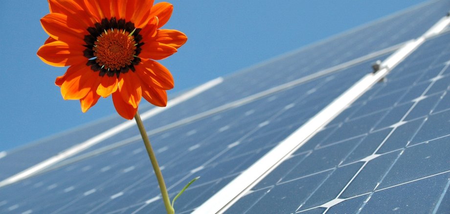 Sonnenblume auf einem Solardach