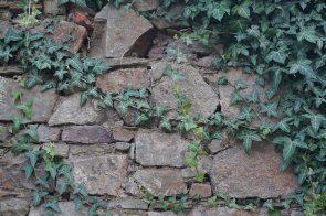 Efeu an Ruinenmauer Auf dem Bild ist eine mit Efeu bewachsene Ruinenmauer zu sehen