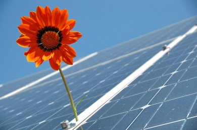 Sonnenblume auf einem Solardach