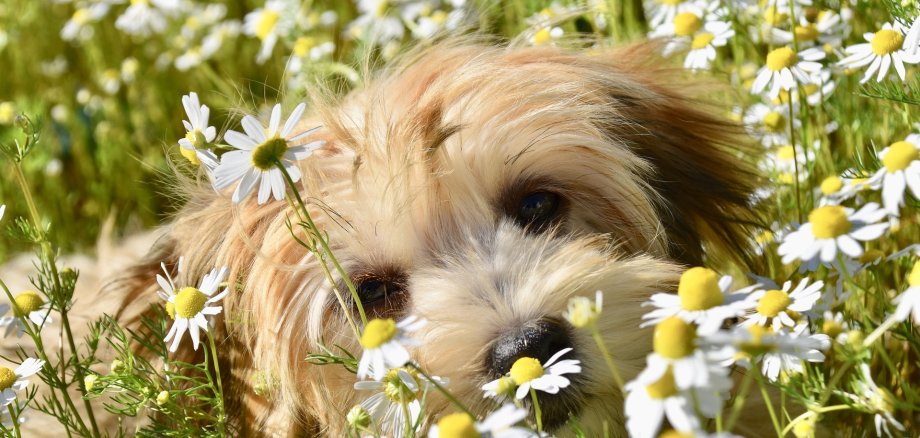 in Wiese liegender Hund