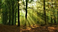 Wald Foto eines sonnendurchfluteten Waldes