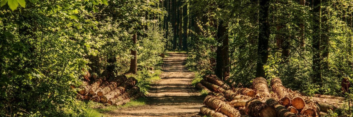 Foto eines sonnenbeschienenen Waldweges