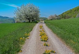 Wanderweg Das Foto zeigt einen Wanderweg mit Löwenzahn auf dem Weg und grünen Wiesen mit blühenden Apfelbäumen.
