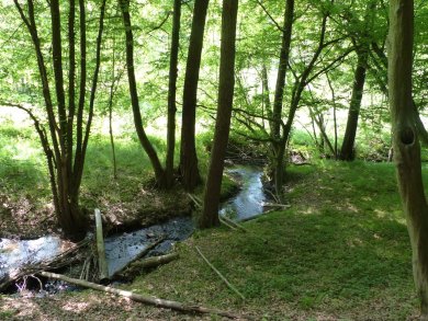 Näßlichbach Foto des Näßlichbachs