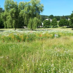 Auf dem Bild zu sehen ist eine Wildblumenwiese im Kurpark von Bad-Soden.