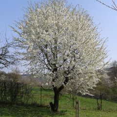 Foto eines blühenden Kirschbaums