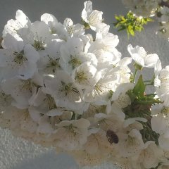 Foto einer Biene an einer Kirschbaumblüte