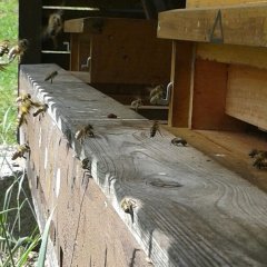 Foto ein- und ausfliegender Bienen an einem Bienenstock
