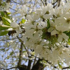 Foto einer Biene, die Nektar an einem Obstbaum sammelt.