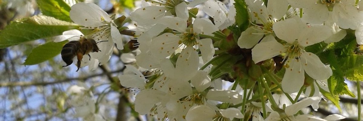 Foto einer Biene, die Nektar an einem Obstbaum sammelt.