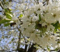 Foto einer Biene, die Nektar an einem Obstbaum sammelt.