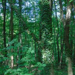 Bäume, die mit Efeu bewachsen sind, bieten vor allem Insekten und Vögeln einen wertvollen und geschützten Lebensraum. Wenn der Efeu dann im Herbst zur Blüte kommt, bietet er zudem eine wichtige Nahrungsquelle für Wildbienen und andere Insekten. Die artenreichsten Lebensformen im Wald sind die Pilze und Flechten, Sie siedeln sich vor allem auf alten Bäumen an, deren Rinde stark gefurcht ist. Da diese Bäume ein wertvolles Mikrohabitat für spezifische Flechten-, Pilz- und Moosarten darstellen, sind sie von hohem ökologischen Wert. 
