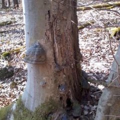 Hier ist ein starker Buchen-Totholzstumpf mit großen Konsolenpilzen (im Bild ein Zunderschwamm) als Merkmal eines naturnahen Ökosystems zu sehen. Durch unsere fachlich fundierte ökologische Freigerichter Forstwirtschaft sind diese Requisiten natürlicher Waldlebensräume seit vielen Jahren fester Bestandteil unseres Waldes.