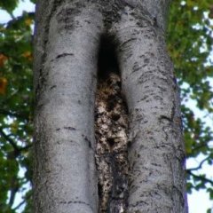 Bäume können am Stammfuß sogenannte Faulhöhlen aufweisen. Darin sammelt sich über die Zeit Mulm, das ist eine Mischung aus sich zersetzendem Holz und Kot der Totholzinsekten. Auch in Zwieseln, das sind Gabelungen von Bäumen in zwei oder sogar mehrere Stämme, kann sich solcher Mulm ansammeln. Für viele Kleinlebewesen ist dieser von großer Bedeutung für ihre Existenz.Auf dem Foto zu sehen ist die Initialphase einer Mulmhöhle in einer Buch.