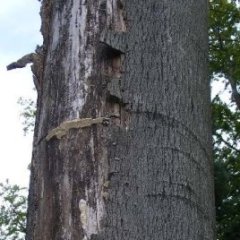 Hier zu sehen ist ein Biotopbaum, der Verletzungen in der Rinde aufweist und sich im Übergang zu Totholz befindet. Löst sich die Borke am Stamm eines Baumes, kann sie sogenannte Rindentaschen bilden. Vielen Käfern, Wespen, Spinnen oder Wildbienen dienen diese Taschen als warmer, trockener und geschützter Lebensraum. Auch in Rissen oder anderen Stammverletzungen siedeln sich diese Lebewesen an. 