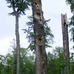 Stehendes Totholz mit gut erkennbaren Spechthöhlen bietet Lebensraum für Vögel und Insekten.