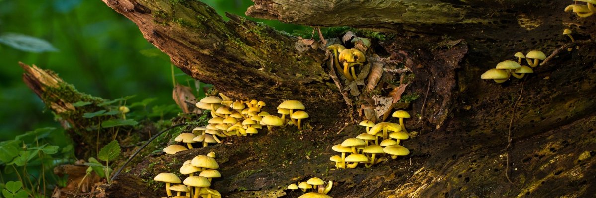 Foto von Totholz mit Pilzen